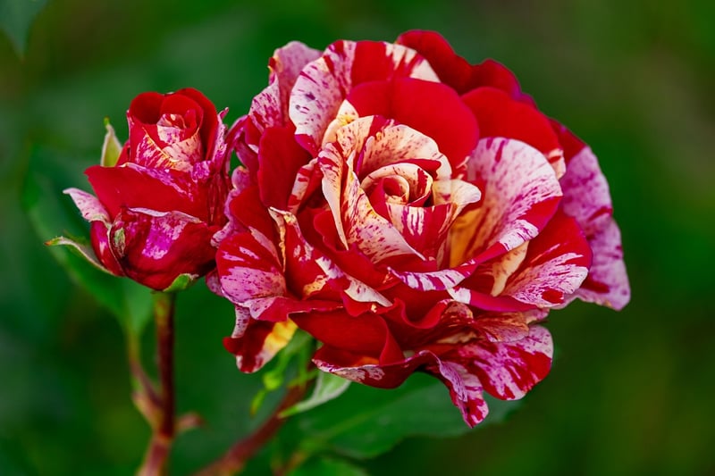 Secret garden soiree