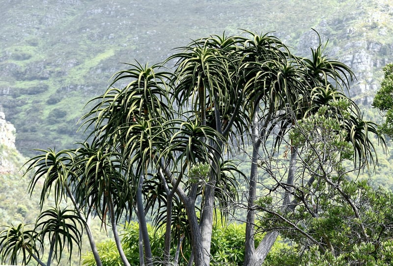 Kirstenbosch Gardens